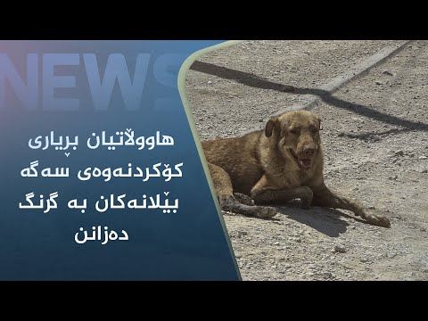 بەڤیدیۆ.. رێکخراوە ئاژەڵ دۆستەکان دژی کردنەوەی پەناگەن بۆ کۆکردنەوەی سەگی بێلانە