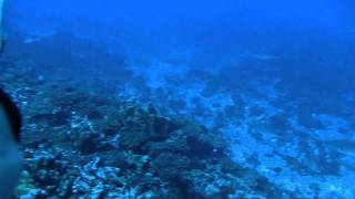 Brian Calvert Swimming With Sharks