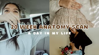 20 Week Anatomy Scan, DIY Maternity Photoshoot, & Baking a Cake | PREGNANT Day in the Life