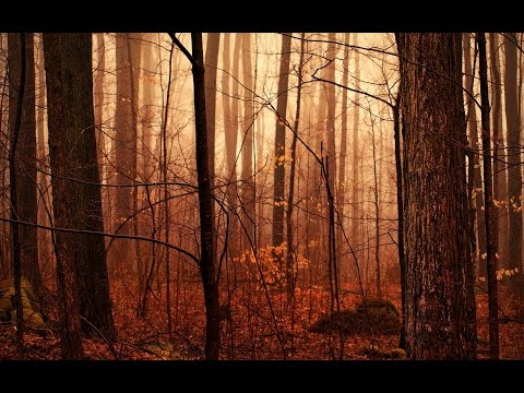 Dark Autumn Music – Autumn Forest