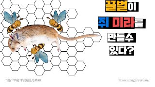 꿀벌이 쥐를 미라로 만들수 있는 마법물질, 프로폴리스는 무엇일까?