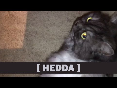 HEDDA