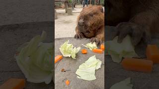 キャベツに容赦ないキキママ😭 Kiki Mama has no mercy for cabbage 😭 #ビーバー #beaver #cuteanimals #かわいい動物 #癒し