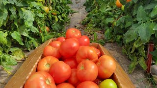Setting Right Price on Your Tomatoes!