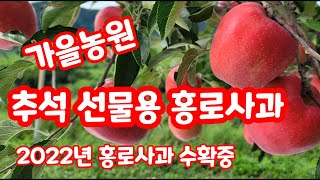 추석 선물용 홍로 사과 수확중입니다. 가을농원 명절선물