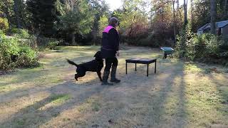2022-Nov-02 - Rottweiler - preparing for working titles - Gent