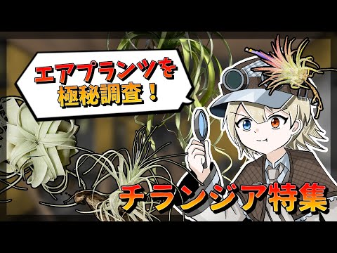 クリソポゴンについて詳しく解説