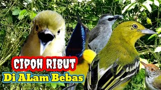 Download lagu Burung Cipoh / Sirtu Ribut Di Alam Bebas ||| Kombinasi Burung Trucukan & Burung Kecil (SUARA PIKAT) mp3 Download lagu Burung Cipoh / Sirtu Ribut Di Alam Bebas ||| Kombinasi Burung Trucukan & Burung Kecil (SUARA PIKAT) mp3