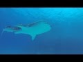 Diving Hurghada Whale Shark April 2016, Dive Point Red Sea, Walhai, Whale Shark, Hurghada, Egypt, Dive Point Red Sea, Anemone Beach, Ägypten