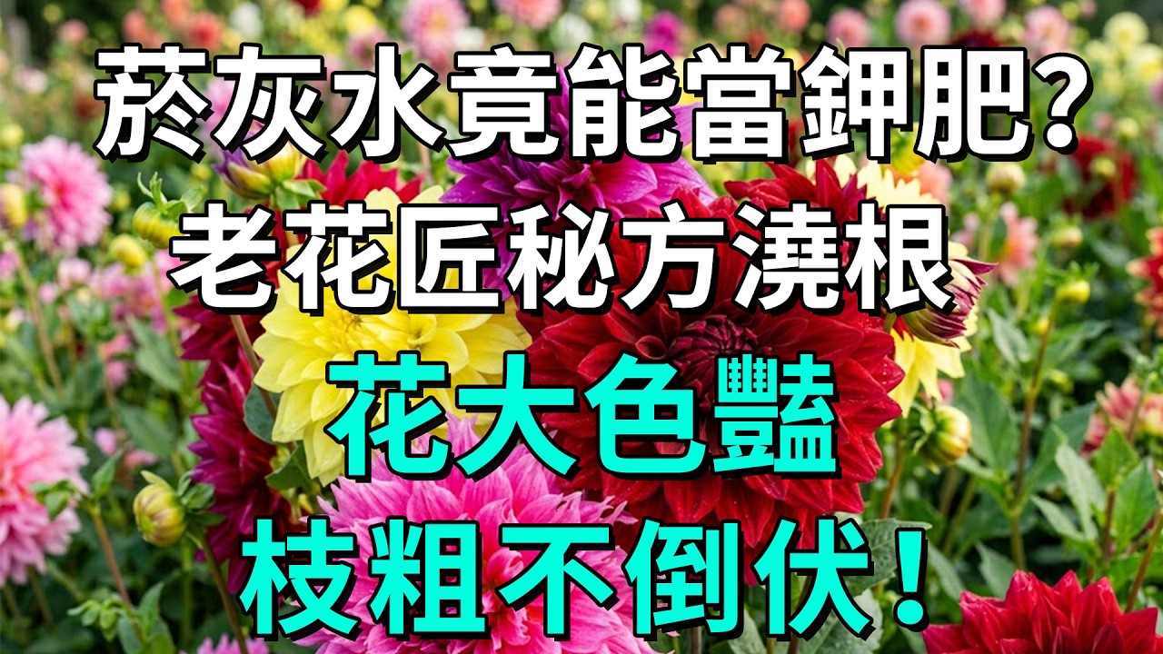 老花匠不公開的養花祕密！廢物利用煙灰水，植株壯實不倒伏！#養花小技巧 #天然鉀肥 #煙灰水養花 #廢物利用