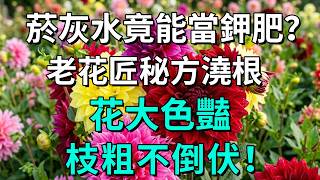 老花匠不公開的養花祕密！廢物利用煙灰水，植株壯實不倒伏！#養花小技巧 #天然鉀肥 #煙灰水養花 #廢物利用