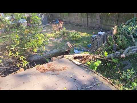 Hazardous Tree Extraction