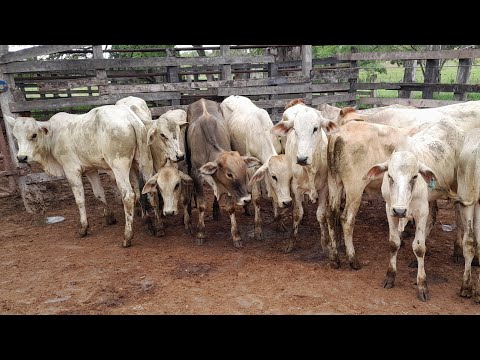 Feira de Animais em Vertentes Pernambuco, boiada boa 18/04/2026.