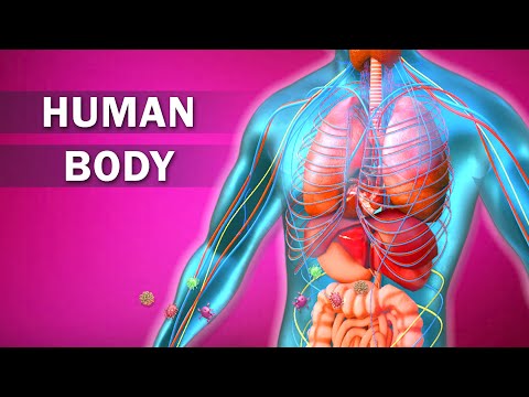 జీర్ణ వ్యవస్థ - Absorption of Digested Food | Digestion and Absorption | Class 11 Biology in Telugu