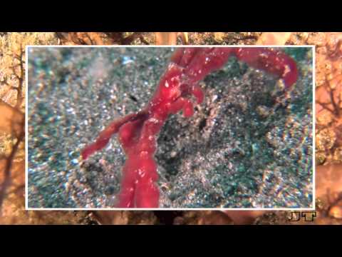 Magnificent Critters of Lembeh Strait, Part.II, Muck-Diving