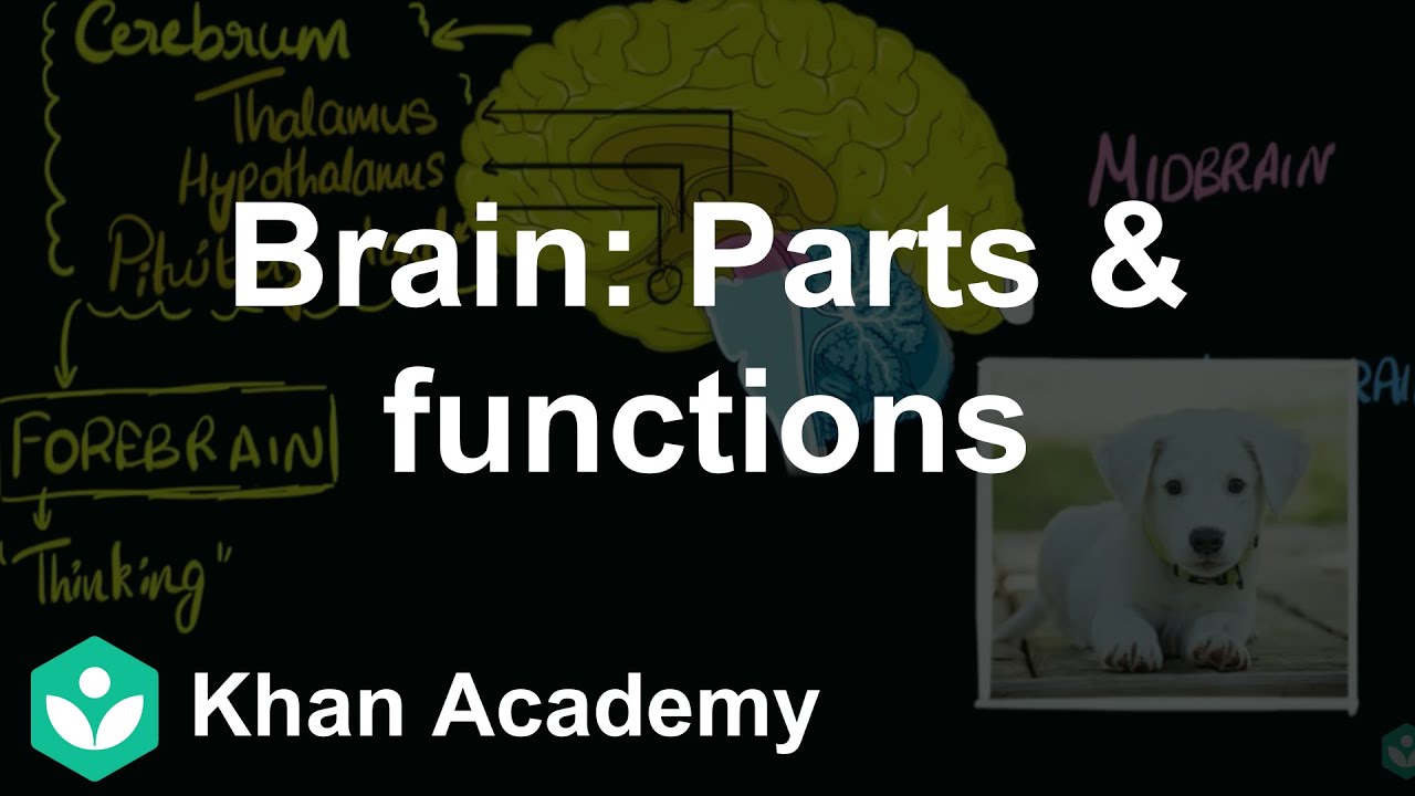 Brain: Parts & functions (Fore, mid & hind)  | Control & Coordination | Biology | Khan Academy