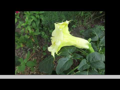 Deep Thoughts In Yellow  Yellow Datura August 2021