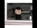 Red Panda gets scared.