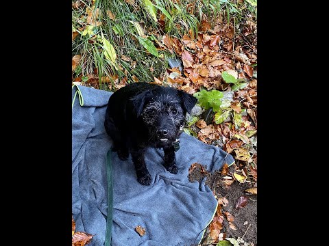 TED | Gone Christmas Fishing 2021 clips