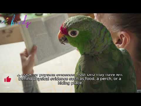 what to do if my parrot flies away?