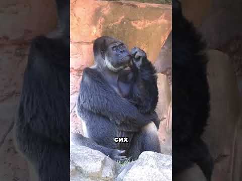 Асфальт, к которому ты прилипнешь навсегда.  #хочуфакты #интересное #наука  #машина