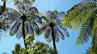 preview picture of video 'Faszination Neuseeland ~ Kauri Forest #06 Als Backpacker unterwegs am schönsten Ende der Welt'
