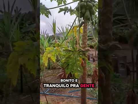 verthighen 2023 #verthighen #Brasil #EspíritoSanto #Pancas #Lajinha #Laginha #lajinhadopancas #viral