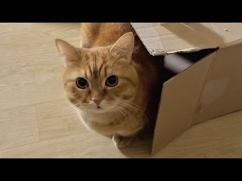 왜 나 뭐? 찍으면 그냥 귀여운 덕배 브이로그