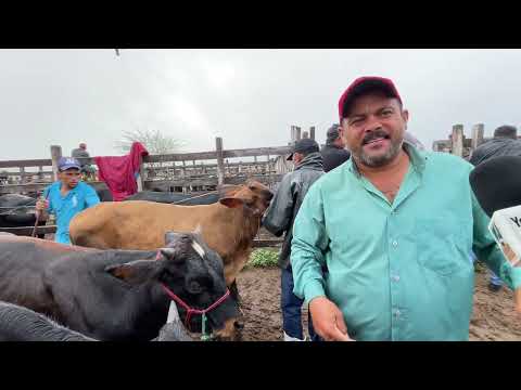 Feira do Gado com Chuva em Senador Rui palmeira - AL 09 - 06 - 2026 #nordeste