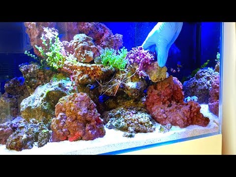 MY FIRST REEF TANK || Ep5: ADDING CORALS || Nano Marine Aquarium
