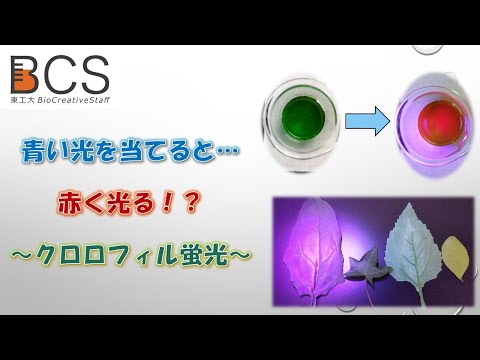 【BCS企画】葉緑素を赤く光らせよう！ / すずかけサイエンスデイ2021