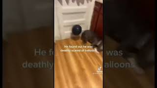 dog scared of balloon