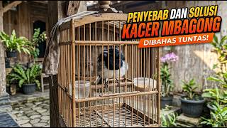 Download lagu KACER MBAGONG SEMBUH TOTAL? Ini Penyebab & Solusi Ampuhnya 💯 mp3