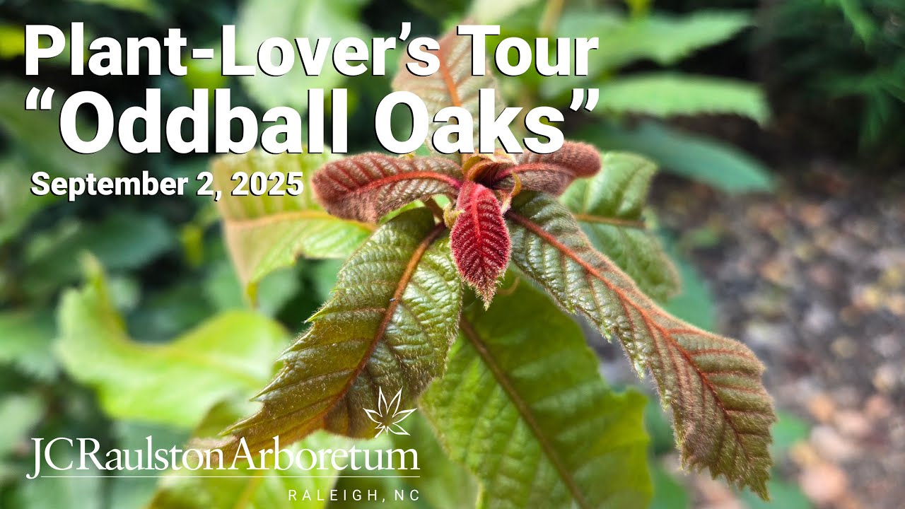 Plant-Lover’s Tour - “Oddball Oaks (a.k.a. Quirky Quercus)”