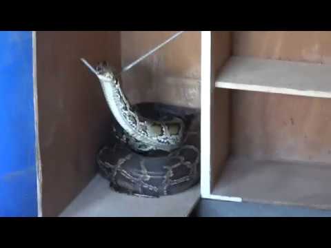 Cobra Gigante é Capturada na Favela dos Brancos em Juquitiba.