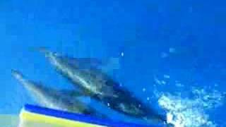 Spinner dolphins riding Kona boat