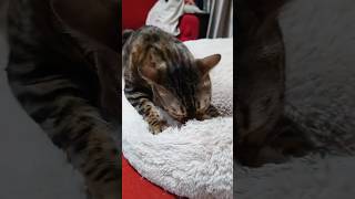 定期的に赤ちゃん返りする4歳の猫【ベンガル猫】