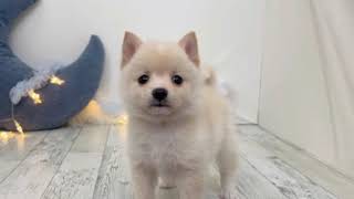 ハーフ犬の動画01