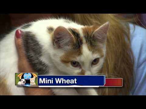 6abc Shelter Me: Cat Tales, Inc.