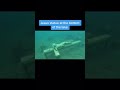Scariest Things Found In Bodies Of Water 🌊 #creepy - IdkSterling Scariest Things Found In Bodies Of Water 🌊 #creepy