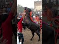 Diwali Padwa Kolhapur 2022 Short Kolhapur Buffalo Buffelovideo Murah Viralvideo