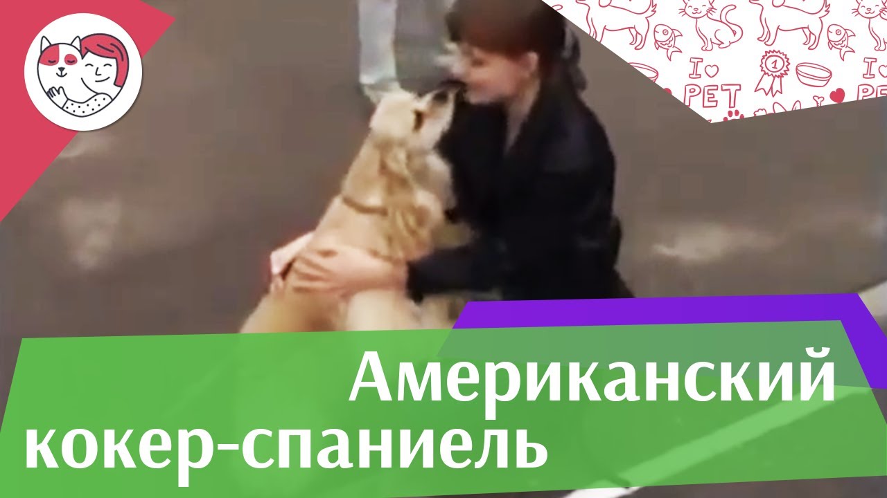 Американский кокер спаниель Характер на iLikePet