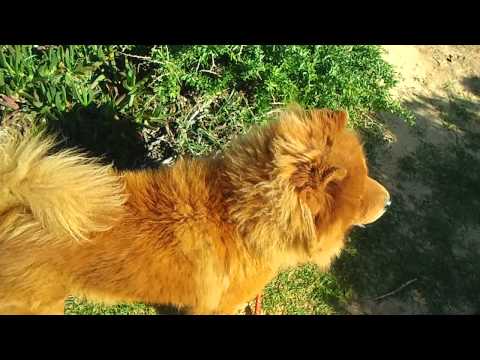 My dog at the Blue Bay Beach, Netanya