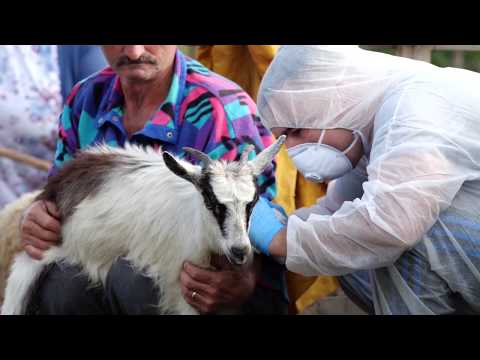 Ora News - Rikthehet “plasja” e kafshëve, vatra të sëmundjes së rrezikshme në Elbasan e Berat