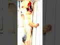 Scp 3008 Scp 173 Scp 999 Scp 096