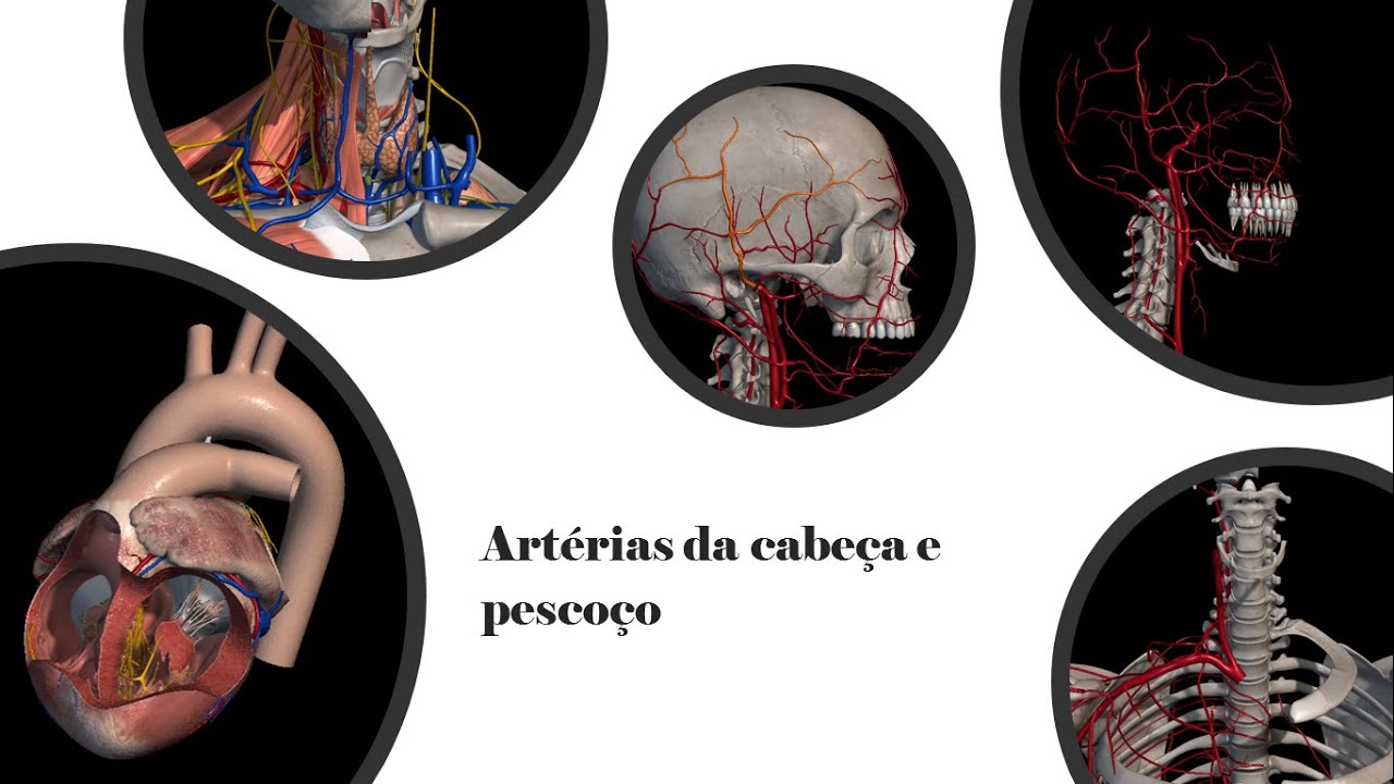 Artérias: cabeça e pescoço