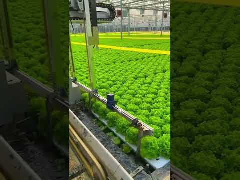 CULTIVO E COLHEITA TOTALMENTE AUTOMATIZADA DE ALFACE HIDROPÔNICO!