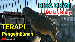 Download lagu Suara Terapi Burung Perkutut Lokal Gacor Agar Cepat Bunyi Paling Ampuh Langsung Nyaut #perkututlokal mp3
