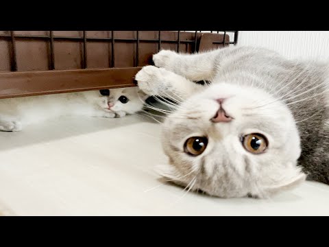 Discover the kitten Leo safe zone!