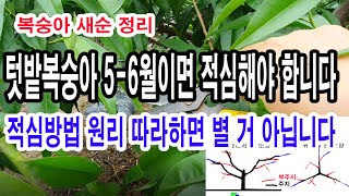복숭아 신초 정리. 텃밭 복숭아나무 5-6월이면 적심해야 합니다.-적심방법 원리 따라 하면 별 것 아닙니다(…